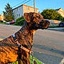 alert, brindle_coat, canine, car, dog, fence, golden_hour, grass, harness, house, leash, neighborhood, portrait, residential, side_profile, sidewalk, street, sunset, tree, utility_pole