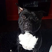 Malko a rejoint le concours — aidez-le/la à gagner de superbes lots ! dog, black_dog, white_chest, indoor, carpet, pet, animal, sitting, fur, ears, eyes, nose, black_rug, home, portrait, cute, looking_up, domestic_animal, canine, companion