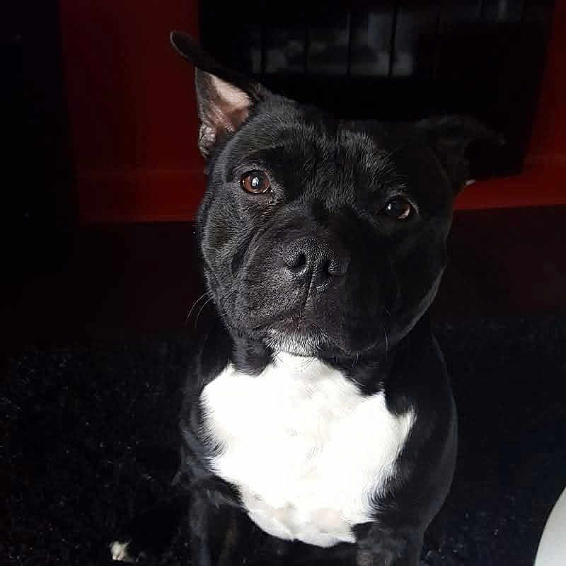 Malko a rejoint le concours — aidez-le/la à gagner de superbes lots ! animal, black_dog, black_rug, canine, carpet, companion, cute, dog, domestic_animal, ears, eyes, fur, home, indoor, looking_up, nose, pet, portrait, sitting, white_chest