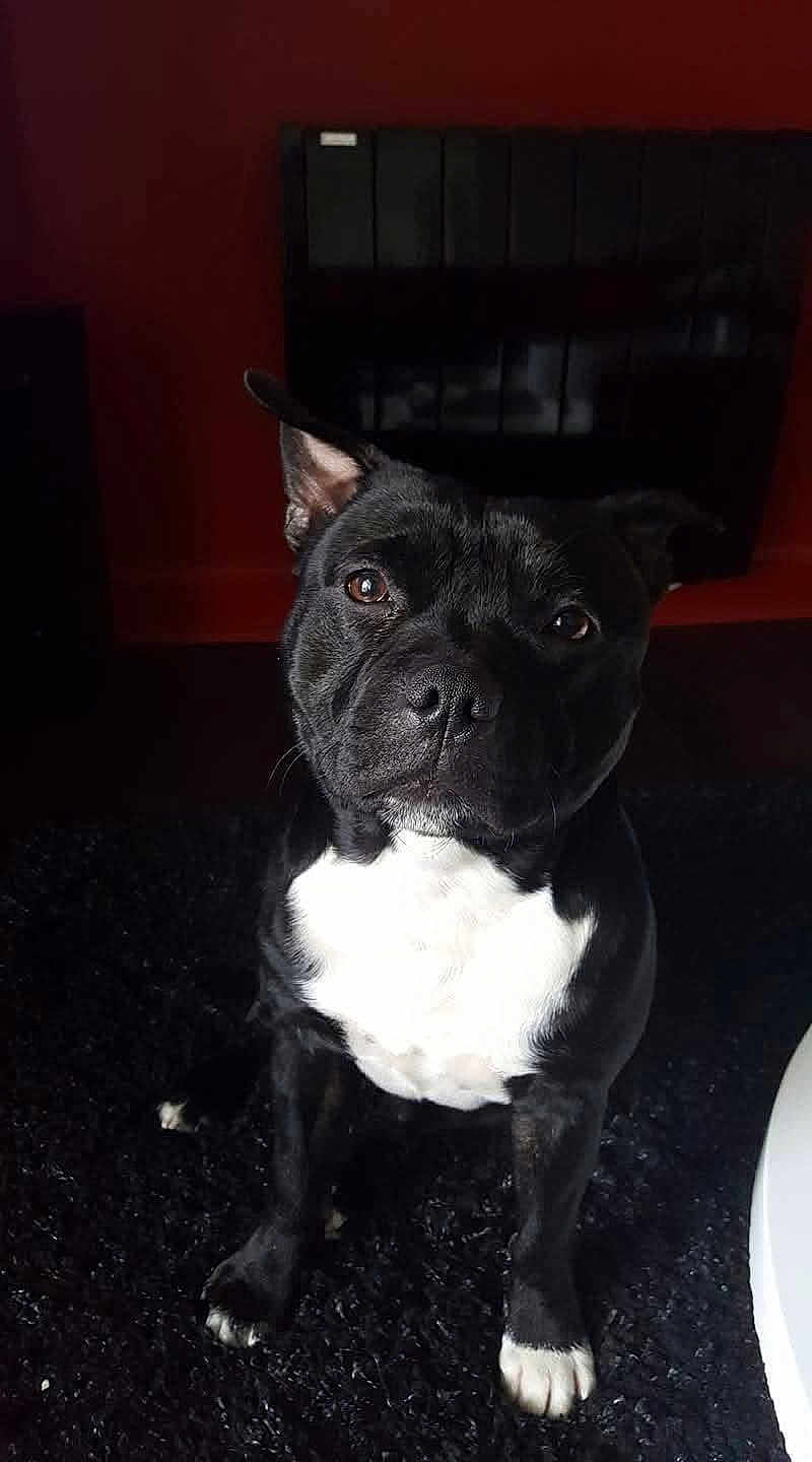 Malko a rejoint le concours — aidez-le/la à gagner de superbes lots ! dog, black_dog, white_chest, indoor, carpet, pet, animal, sitting, fur, ears, eyes, nose, black_rug, home, portrait, cute, looking_up, domestic_animal, canine, companion
