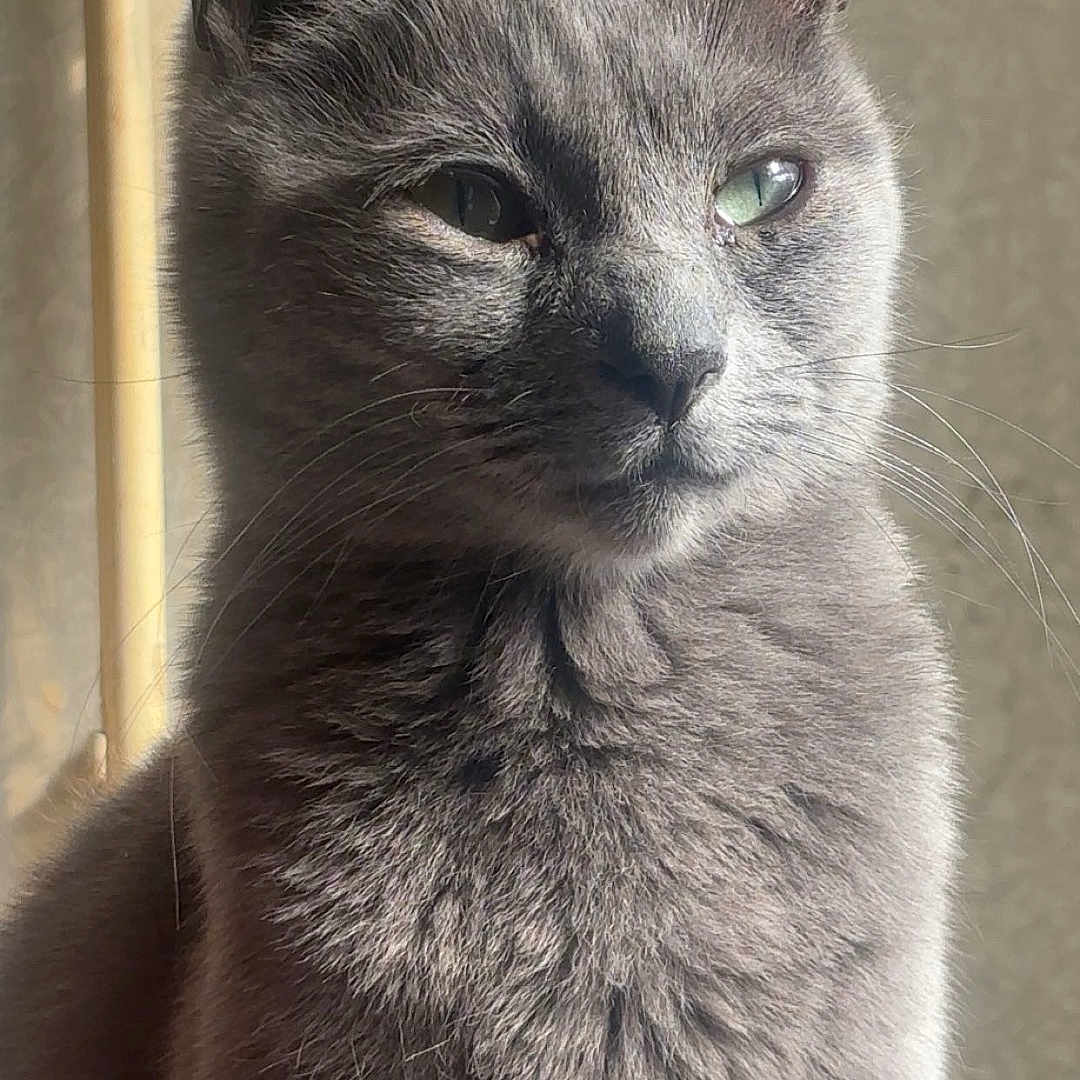 Nala a rejoint le concours — aidez-le/la à gagner de superbes lots ! cat, gray_cat, pet, feline, portrait, indoor, animal, fur, whiskers, ears, eyes, closeup, sitting, natural_light, soft_light, domestic_cat, cute, calm, mammal, furry