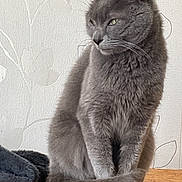Nala participe au concours pour gagner de l'argent avec cette photo : cat, gray_cat, sitting, tail, wooden_surface, indoor, pet, feline, animal, fur, whiskers, ears, paws, wallpaper, pattern, quiet, calm, domestic, looking_away, furry