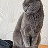 Nala participe au concours pour gagner de l'argent avec cette photo : animal, calm, cat, domestic, ears, feline, fur, furry, gray_cat, indoor, looking_away, pattern, paws, pet, quiet, sitting, tail, wallpaper, whiskers, wooden_surface