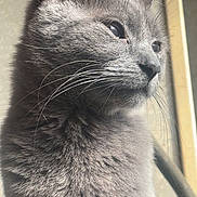 Nala participe au concours pour gagner de l'argent avec cette photo : animal, calm, cat, close_up, curious, cute, domestic_cat, feline, fur, gray_cat, indoor, looking_away, mammal, natural_light, pet, portrait, side_view, soft_light, whiskers, window