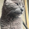 animal, calm, cat, close_up, curious, cute, domestic_cat, feline, fur, gray_cat, indoor, looking_away, mammal, natural_light, pet, portrait, side_view, soft_light, whiskers, window
