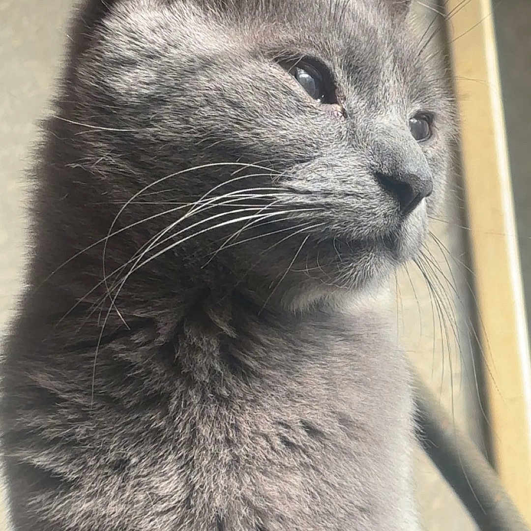 Nala