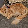 Uraya participe au concours pour gagner de l'argent avec cette photo : animal, cat, curious, door, ears, floor, fluffy, fur, orange_tabby, outdoor, pet, relaxed, resting, screen, sunlight, tail, tile, wall, whiskers, yarn_ball