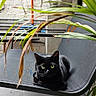 black_cat, cat, chair, plant, green_leaves, buddha_statue, stone_statue, urban, outdoor, tile_floor, pet, animal, relaxing, modern_furniture, nature, calm, peaceful, curious, portrait, indoor_outdoor