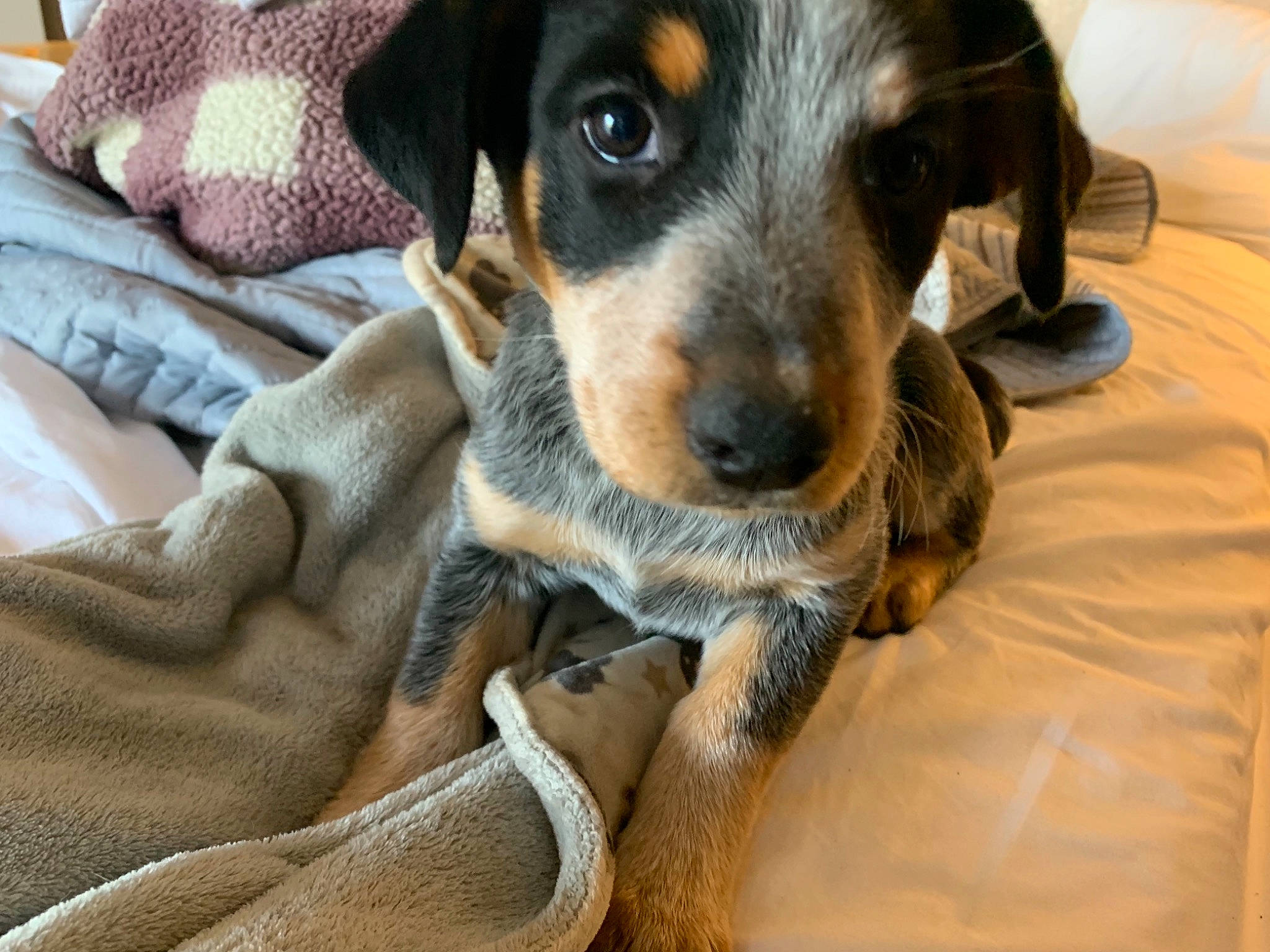 Sally Mae is registered to the contest to win money with this photo: canidae, carnivore, comfort, companion_dog, dog, dog_breed, fur, hunting_dog, paw, puppy, scent_hound, sporting_group, whiskers, working_animal, working_dog