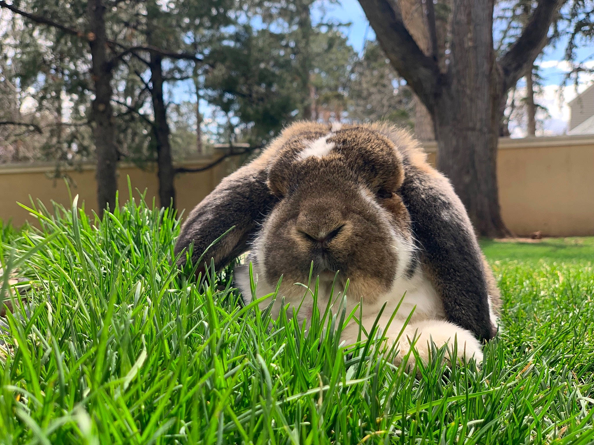 Snowdrift And Coconut joined the competition — help win amazing prizes! domestic_rabbit, grass, grass_family, hare, mammal, pasture, plant, rabbit, rabbits_and_hares, snout, terrestrial_animal, whiskers, wildlife