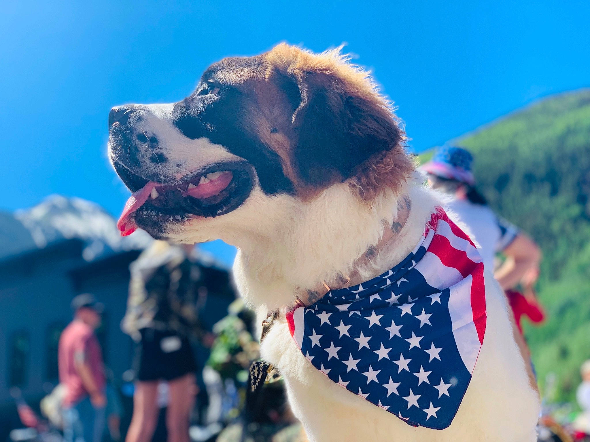 Snowdrift And Coconut is registered to the contest to win money with this photo: canidae, carnivore, companion_dog, dog, dog_breed, fawn, mammal, moscow_watchdog, mucuchies, rare_breed_dog, snout, sporting_group, st_bernard, working_dog