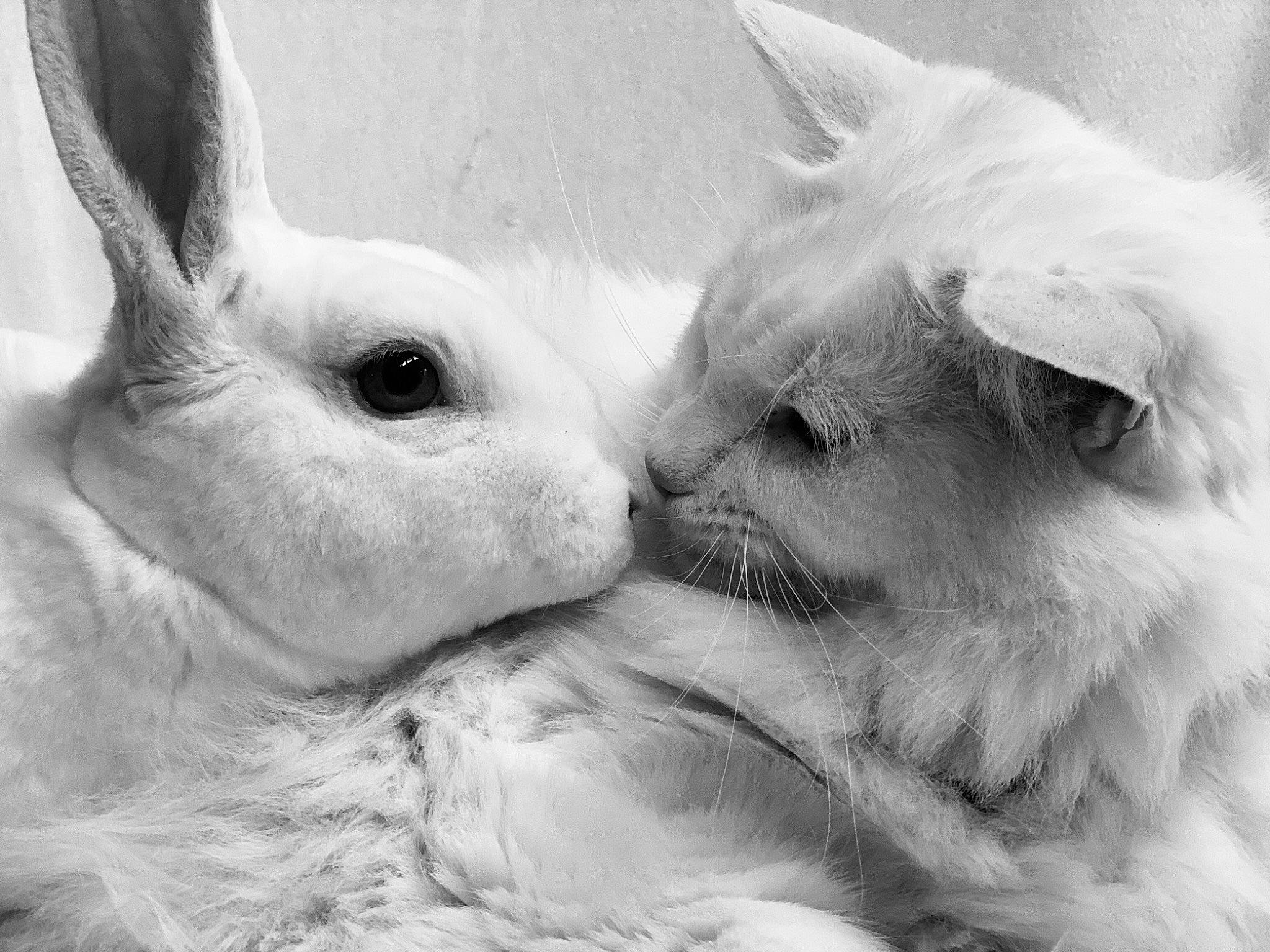 Snowdrift And Coconut