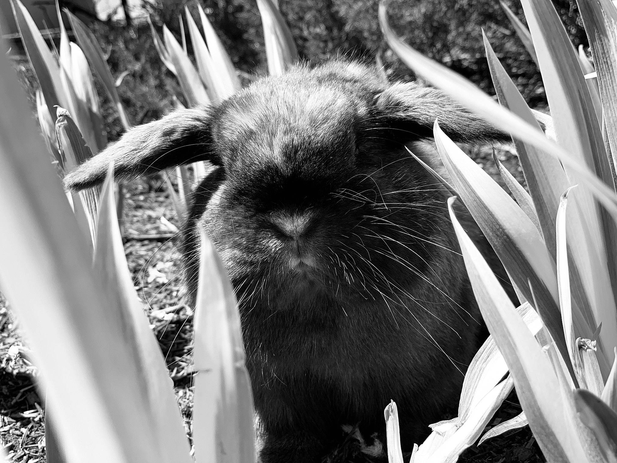 Snowdrift And Coconut is registered to the contest to win money with this photo: black, black_and_white, domestic_rabbit, eye, grass, monochrome, monochrome_photography, organism, photography, plant, rabbit, snout, style, whiskers, wildlife