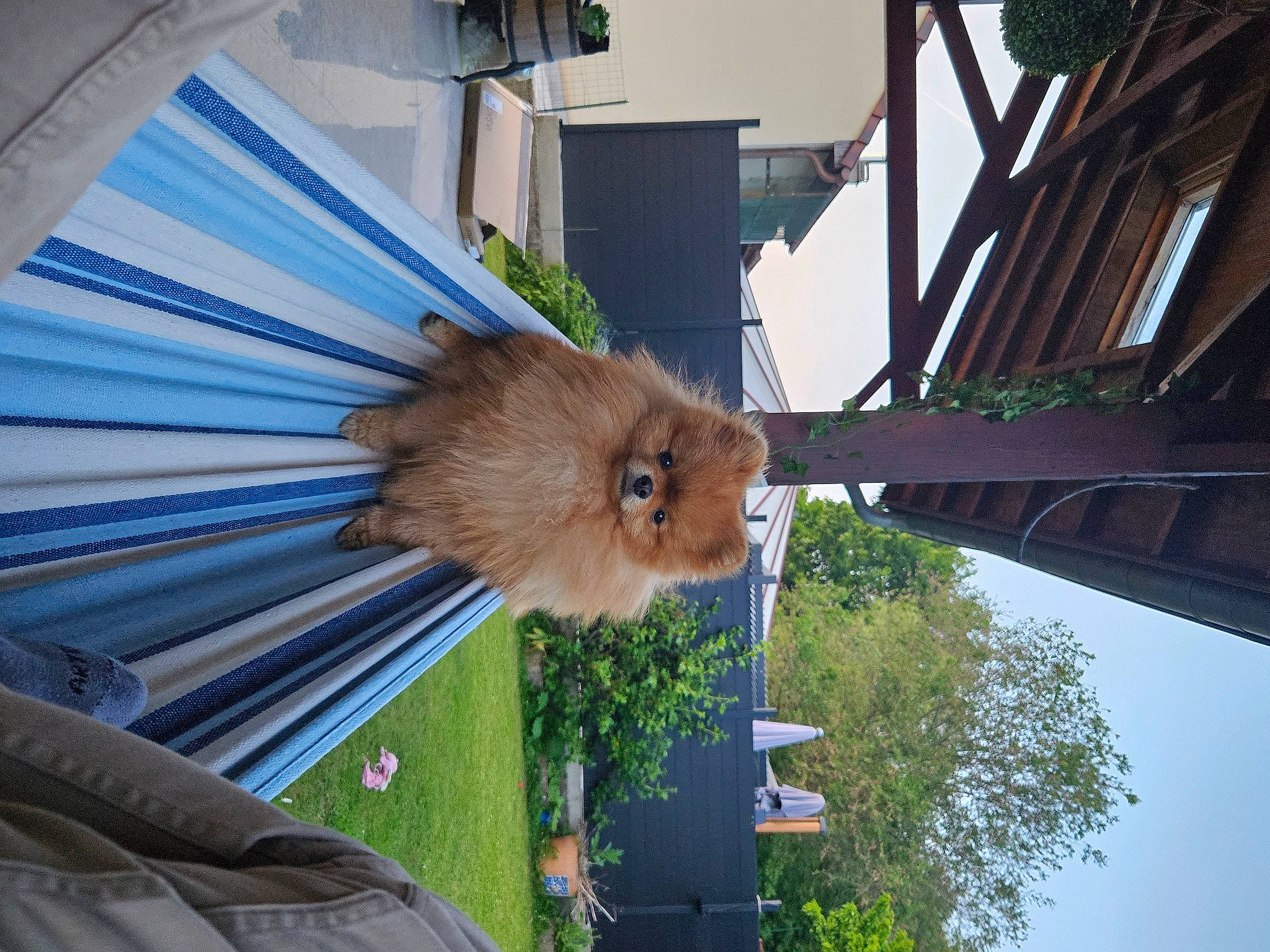 Twinky participe au concours pour gagner de l'argent avec cette photo : automotive_wheel_system, building, daylighting, facade, fawn, fur, glass, grass, house, metal, plant, roof, shade, sky, snout, tree, wheel, wildlife, wing, wood