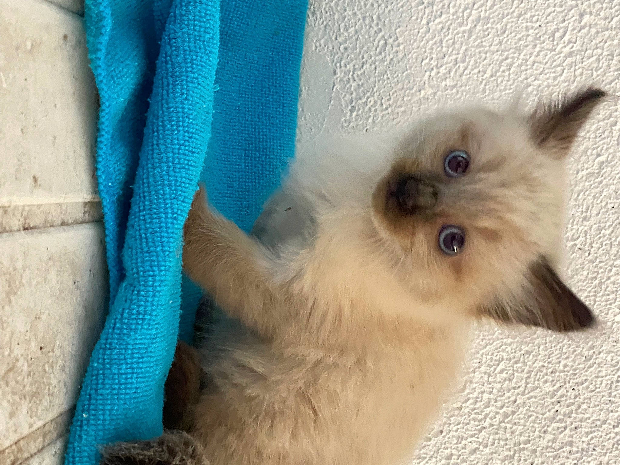 Topaze participe au concours pour gagner de l'argent avec cette photo : balinese, birman, british_longhair, canidae, carnivore, cat, claw, electric_blue, fawn, felidae, fur, paw, ragdoll, siamese, small_to_medium_sized_cats, snout, tail, terrestrial_animal, thai, whiskers