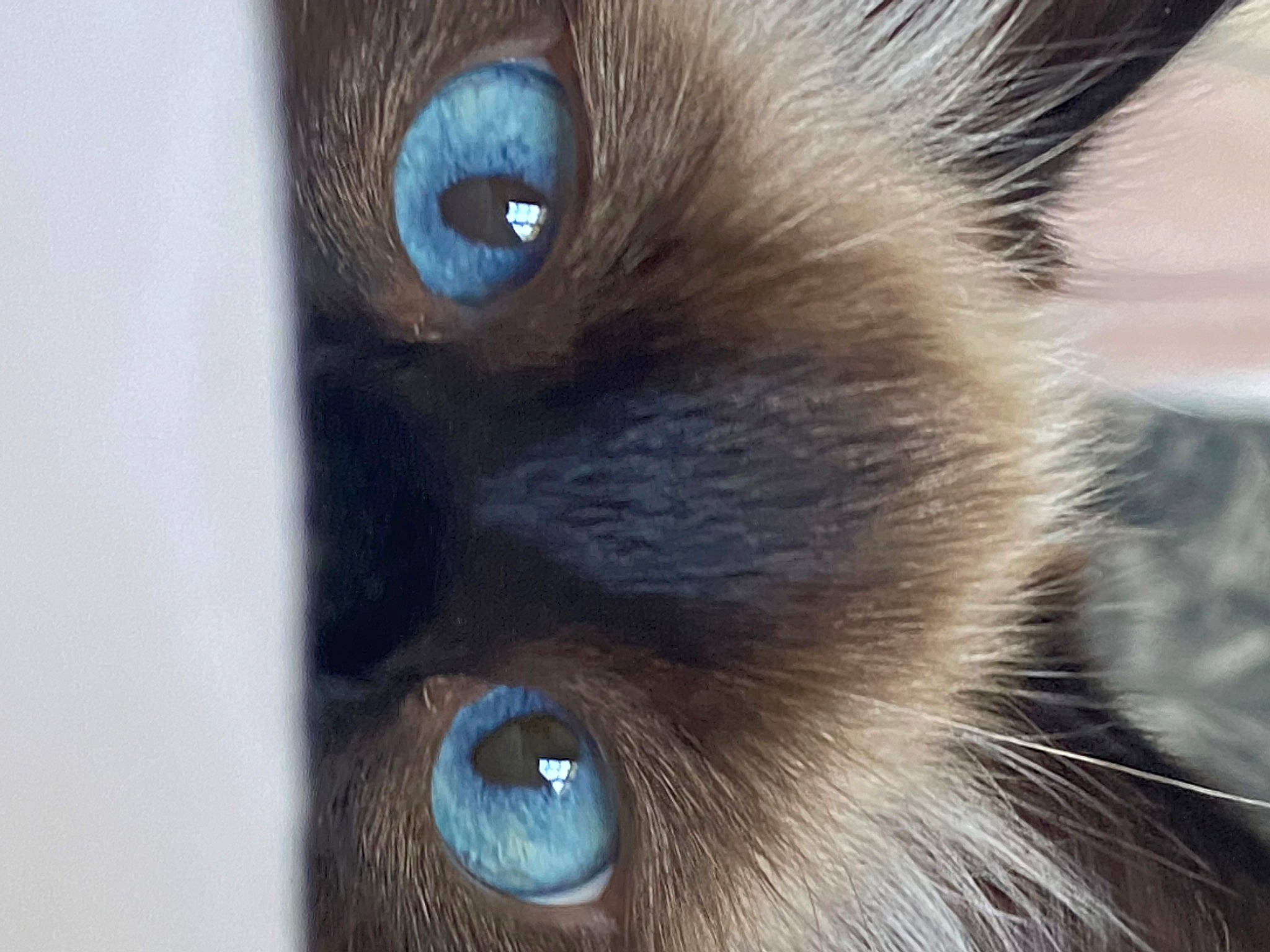 Topaze a rejoint le concours — aidez-le/la à gagner de superbes lots ! balinese, birman, carnivore, cat, close_up, curious, electric_blue, eyelash, fawn, felidae, fur, head, iris, siamese, small_to_medium_sized_cats, snout, thai, tonkinese, whiskers, wildlife