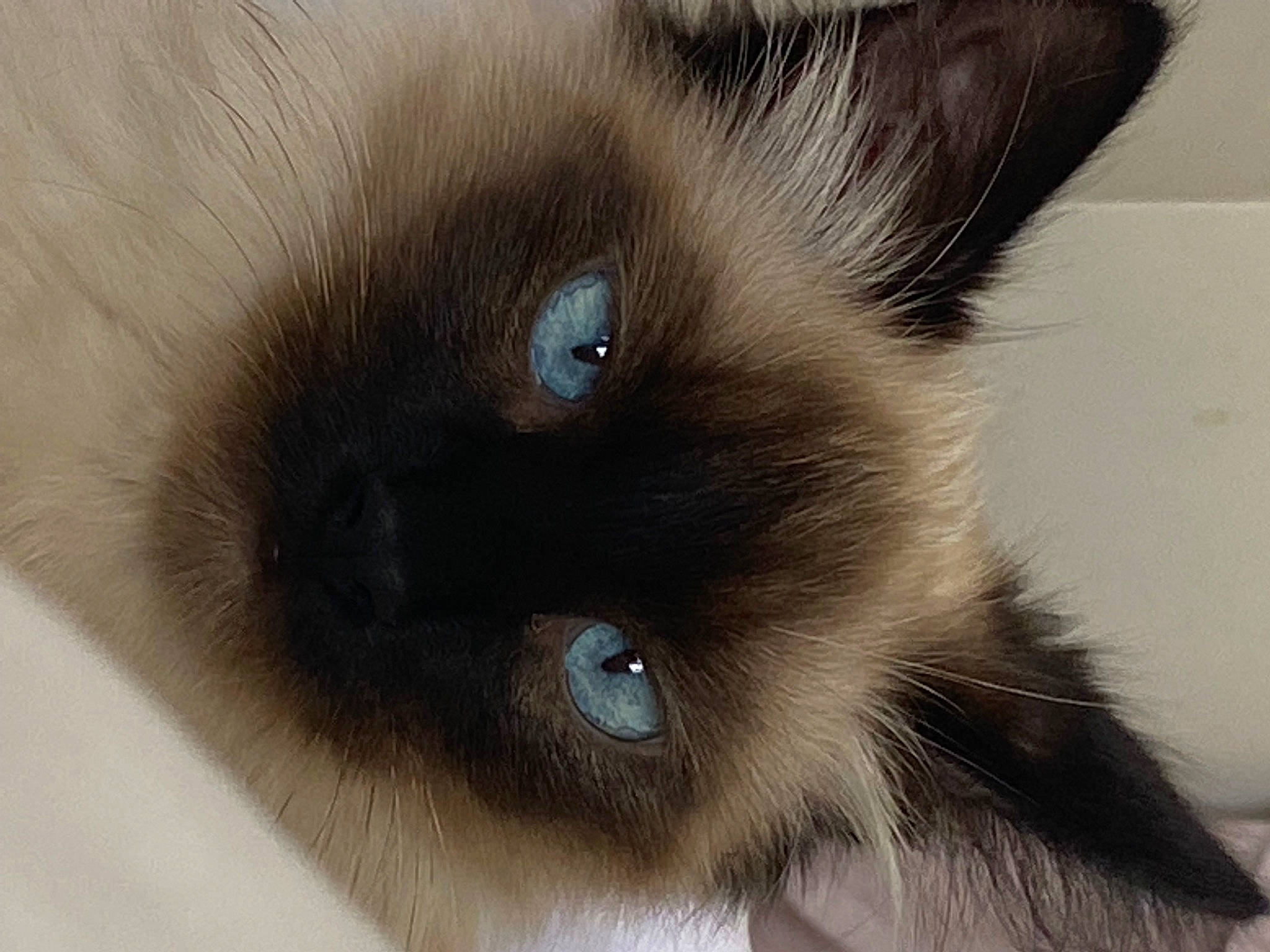 Topaze a rejoint le concours — aidez-le/la à gagner de superbes lots ! balinese, birman, carnivore, cat, close_up, fawn, felidae, fur, human_body, iris, no_expression, siamese, small_to_medium_sized_cats, snout, terrestrial_animal, thai, whiskers