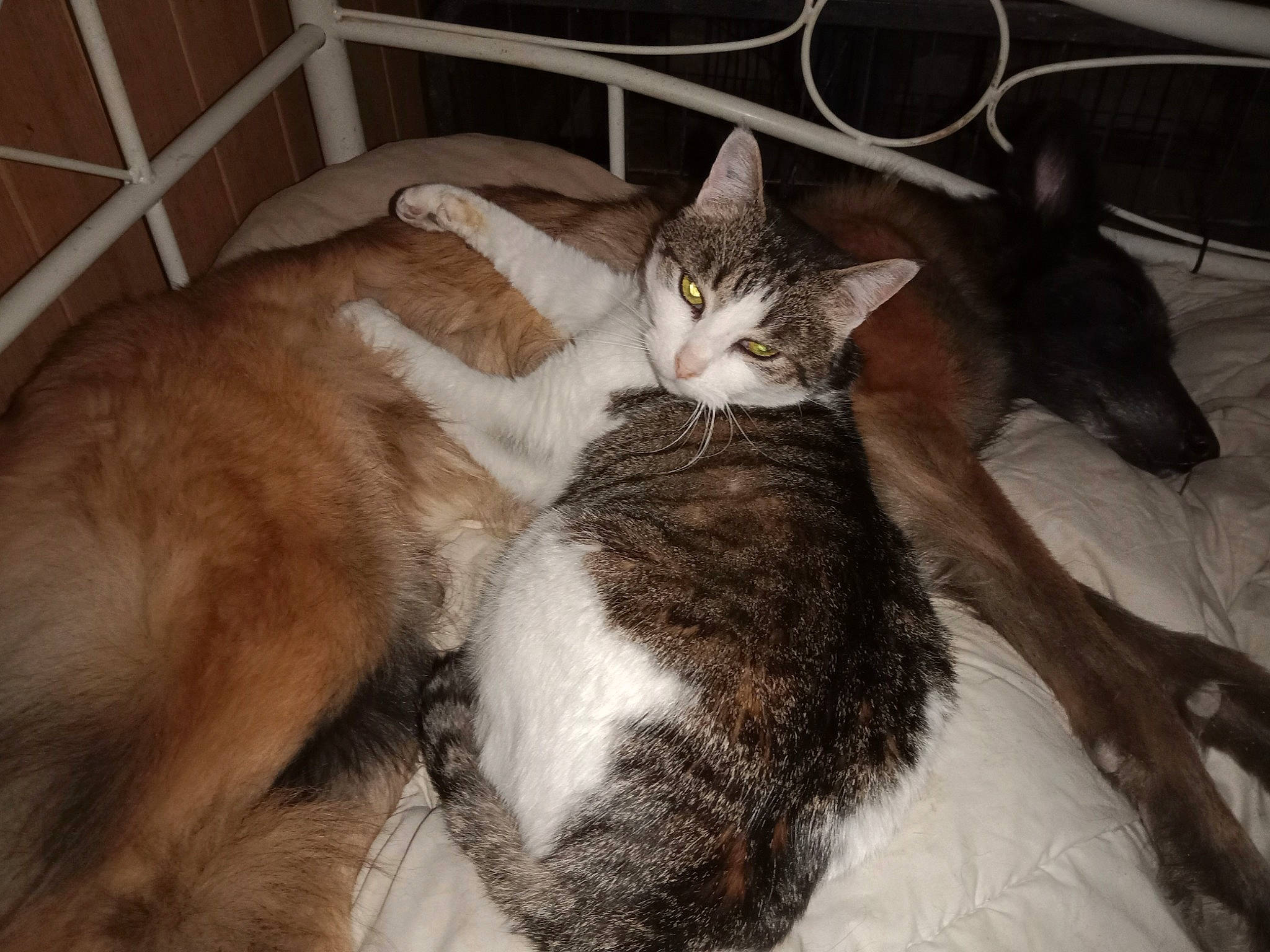 Pitch a rejoint le concours — aidez-le/la à gagner de superbes lots ! box, brown, carnivore, cat, comfort, domestic_short_haired_cat, fawn, felidae, fur, nap, paw, sleep, small_to_medium_sized_cats, tail, whiskers