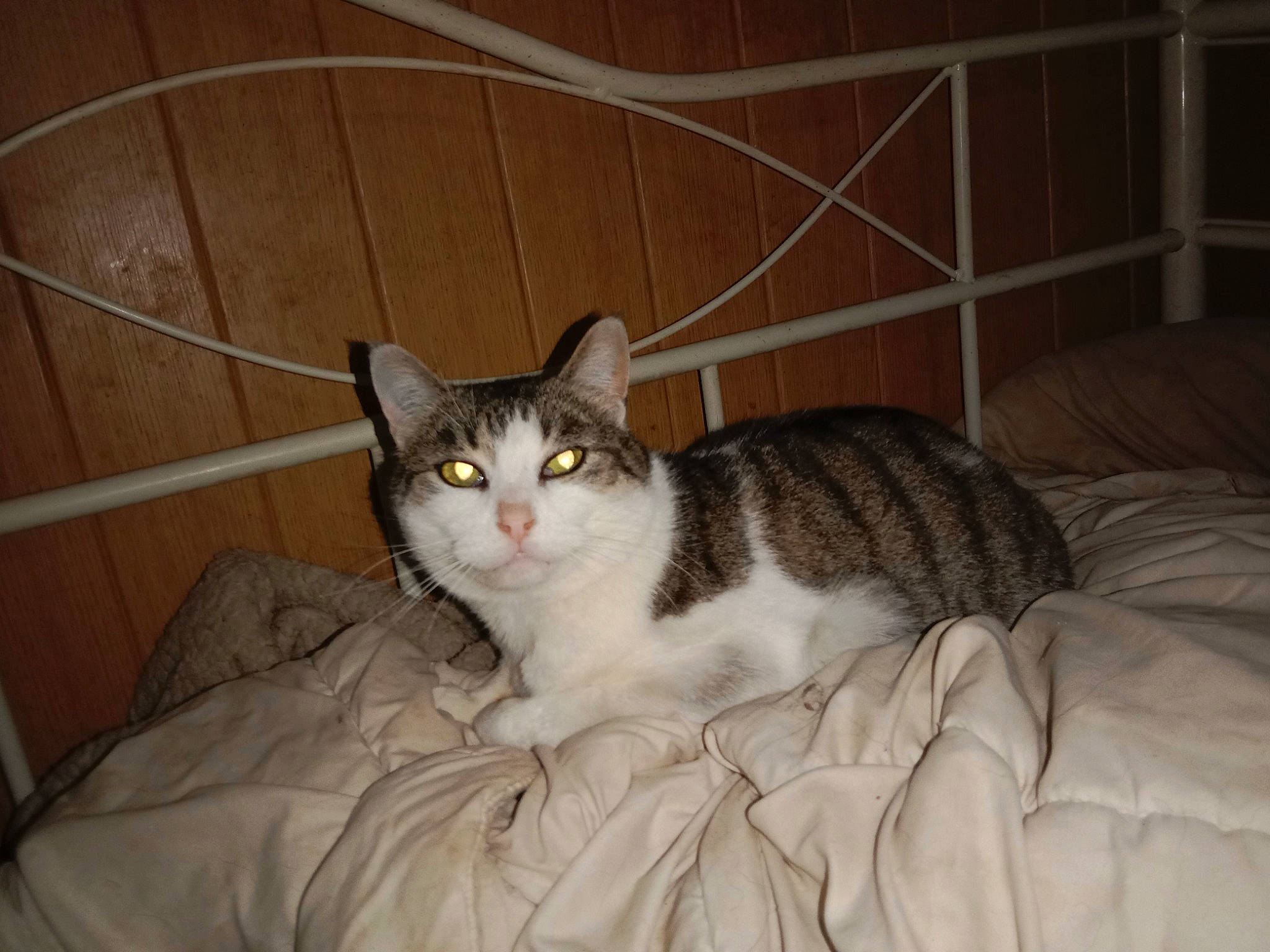 Pitch a rejoint le concours — aidez-le/la à gagner de superbes lots ! carnivore, cat, cat_supply, comfort, domestic_short_haired_cat, fawn, felidae, fur, hardwood, paw, pet_supply, room, small_to_medium_sized_cats, snout, tail, terrestrial_animal, whiskers, wood