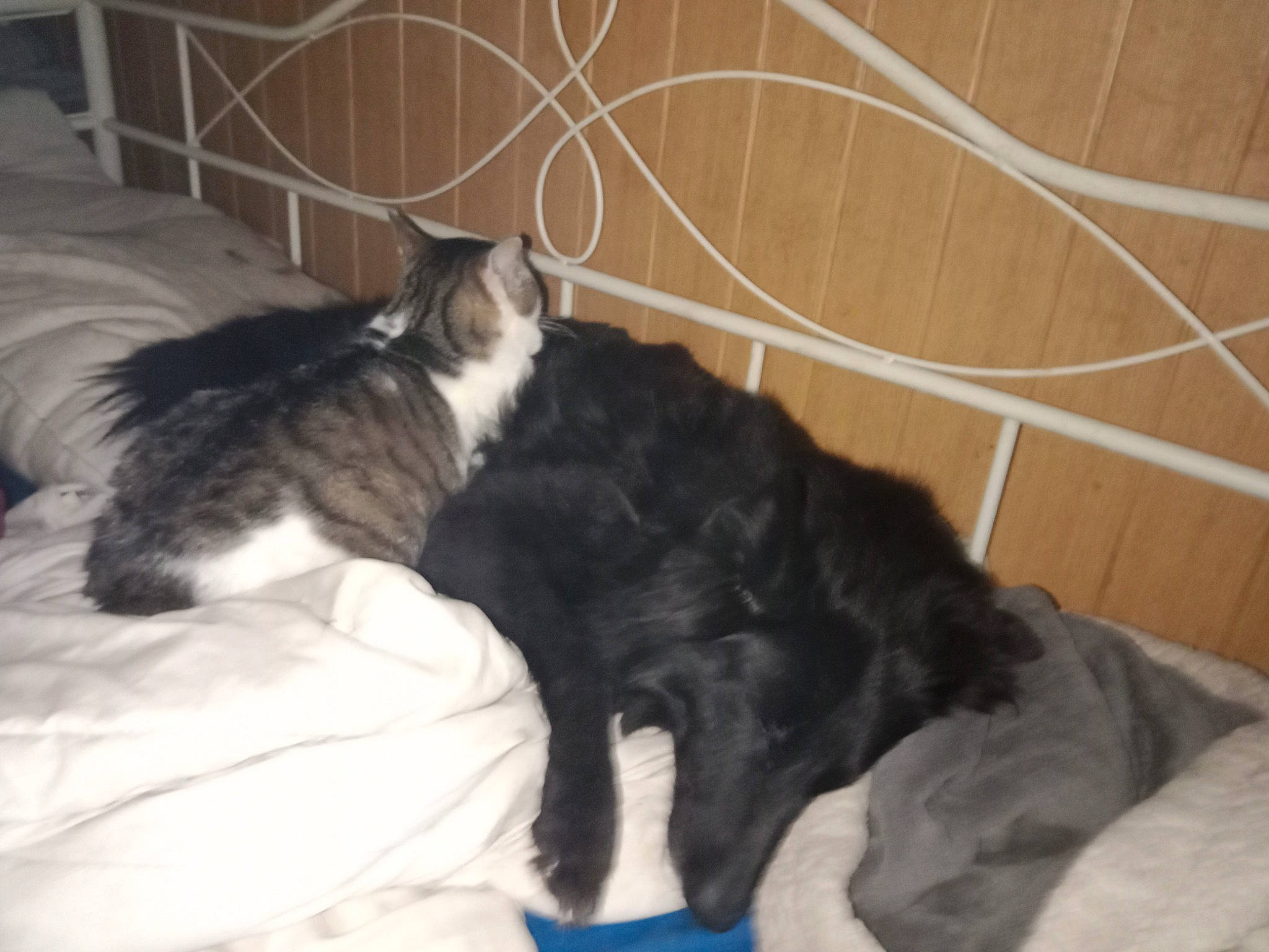 Pitch a rejoint le concours — aidez-le/la à gagner de superbes lots ! bed, canidae, carnivore, cat, comfort, companion_dog, dog_breed, felidae, flooring, fur, grey, hardwood, linens, paw, room, small_to_medium_sized_cats, sporting_group, tail, terrestrial_animal, whiskers