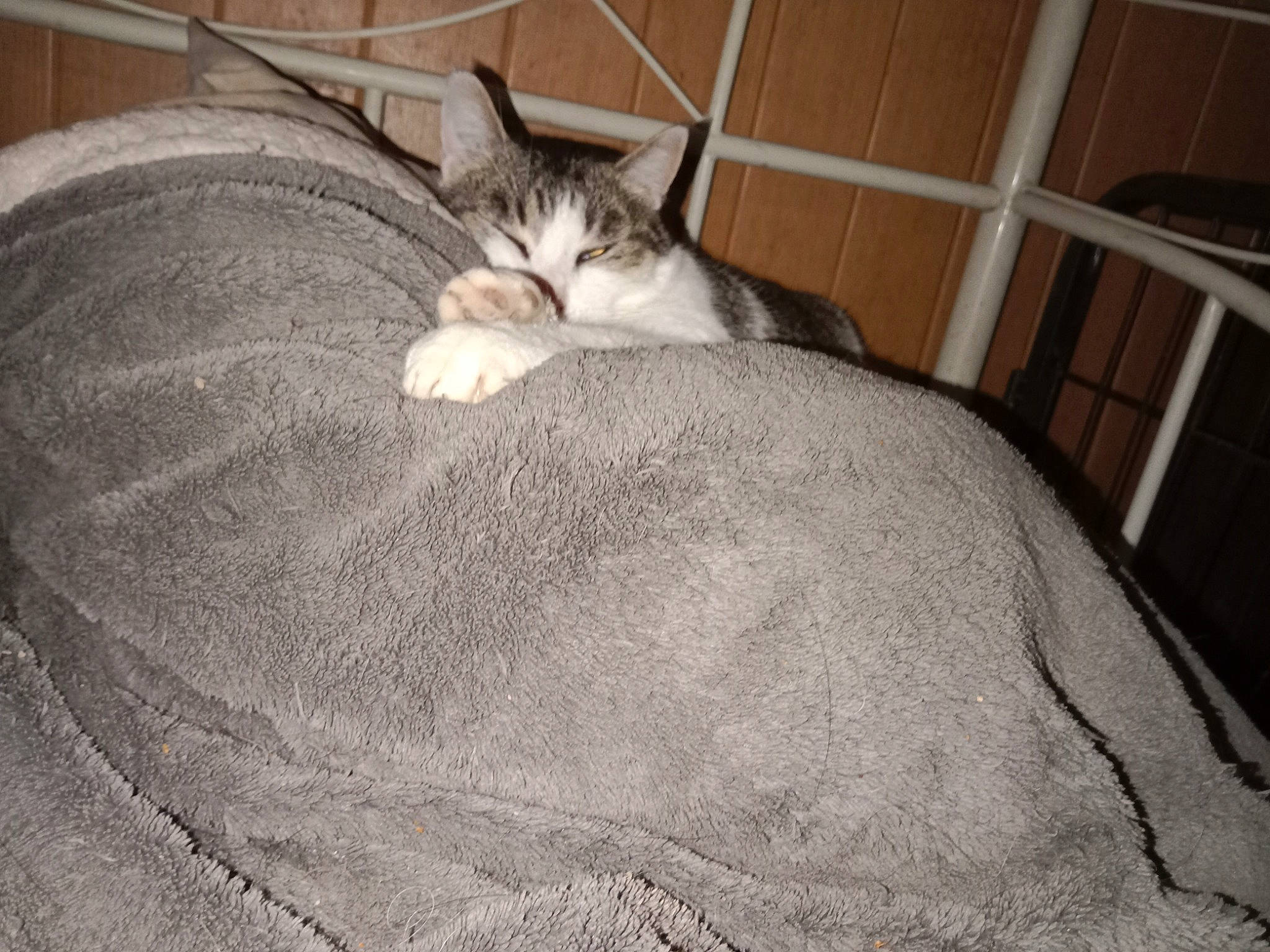 Pitch a rejoint le concours — aidez-le/la à gagner de superbes lots ! canidae, carnivore, cat, comfort, domestic_short_haired_cat, fawn, felidae, floor, flooring, fur, grey, linens, nap, paw, sleep, small_to_medium_sized_cats, snout, tail, whiskers, wood