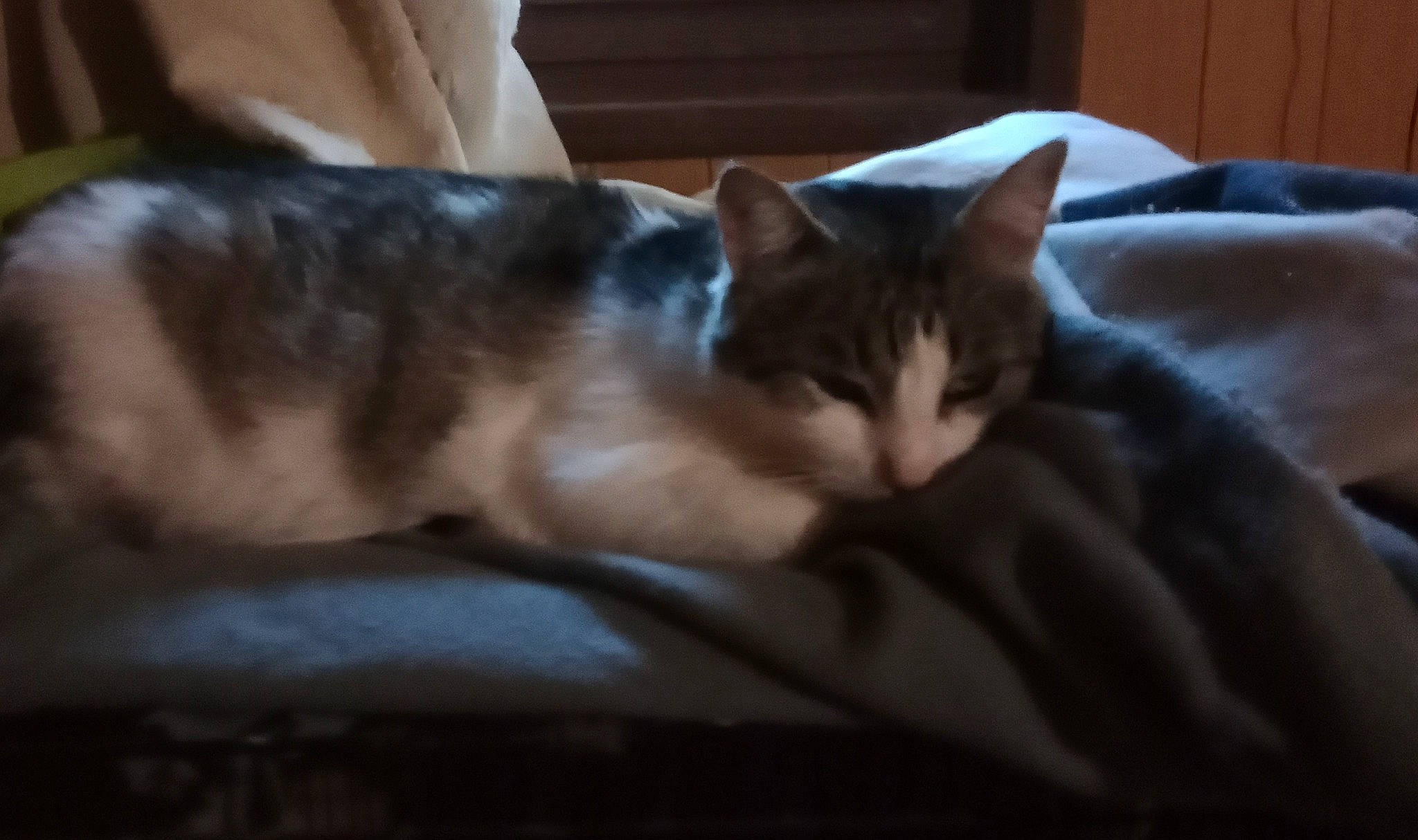 Pitch a rejoint le concours — aidez-le/la à gagner de superbes lots ! carnivore, cat, comfort, domestic_short_haired_cat, fawn, felidae, fur, linens, nap, paw, sky, sleep, small_to_medium_sized_cats, snout, tail, tree, whiskers, wood