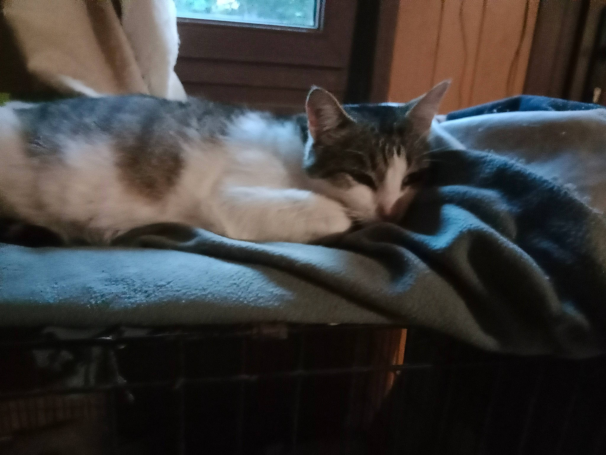 Pitch participe au concours pour gagner de l'argent avec cette photo : bed, bed_sheet, bedding, carnivore, cat, cat_supply, comfort, domestic_short_haired_cat, fawn, felidae, fur, grey, linens, nap, paw, small_to_medium_sized_cats, snout, tail, whiskers, wood