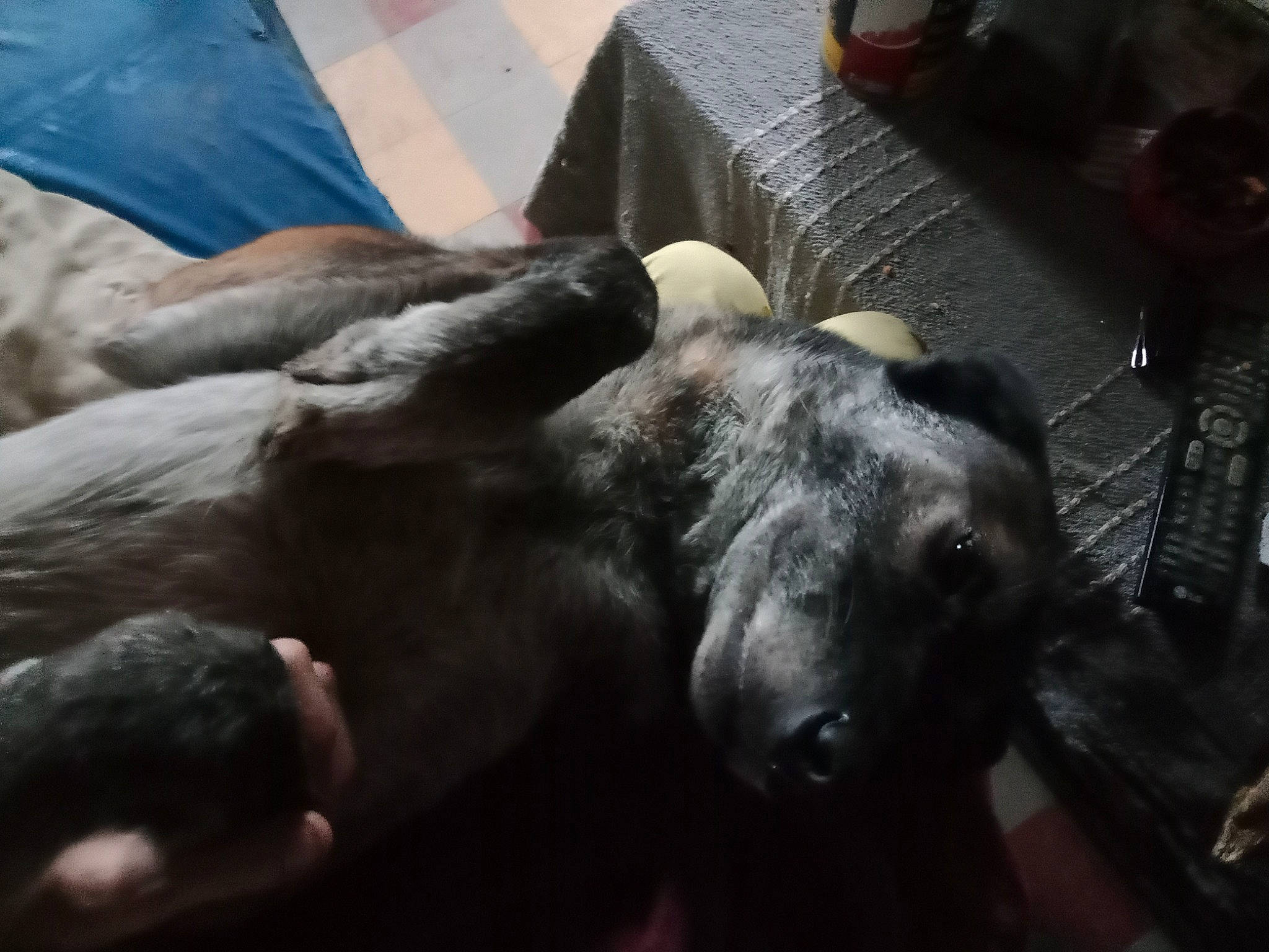 Diesel a rejoint le concours — aidez-le/la à gagner de superbes lots ! canidae, comfort, companion_dog, dog, dog_breed, fawn, fur, guard_dog, gun_dog, non_sporting_group, terrestrial_animal, whiskers, working_animal