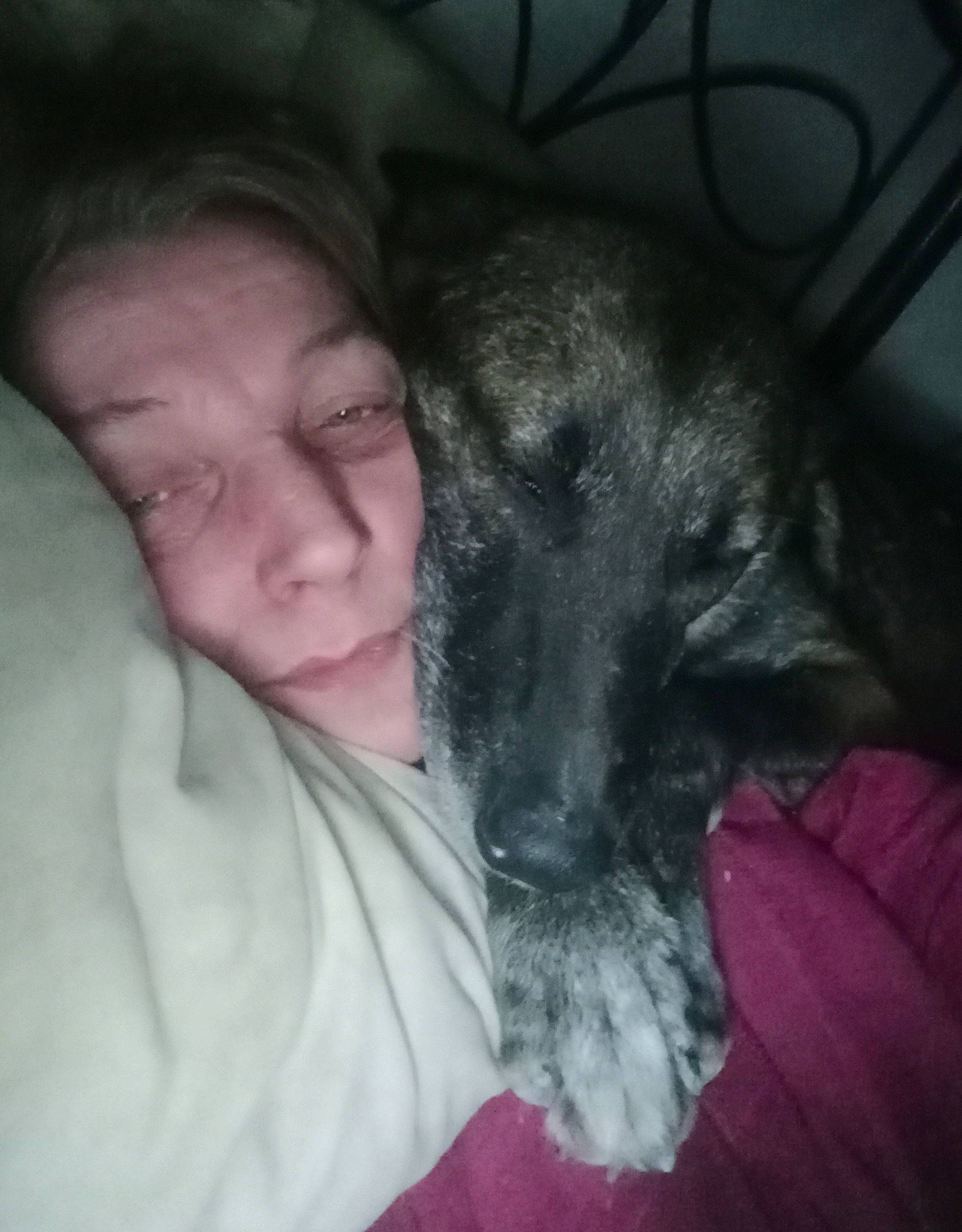 Diesel participe au concours pour gagner de l'argent avec cette photo : carnivore, comfort, companion_dog, dog, dog_breed, ear, fawn, felidae, fur, gesture, grey, jaw, mammal, small_to_medium_sized_cats, snout, sporting_group, toy_dog, vertebrate, whiskers, wrinkle