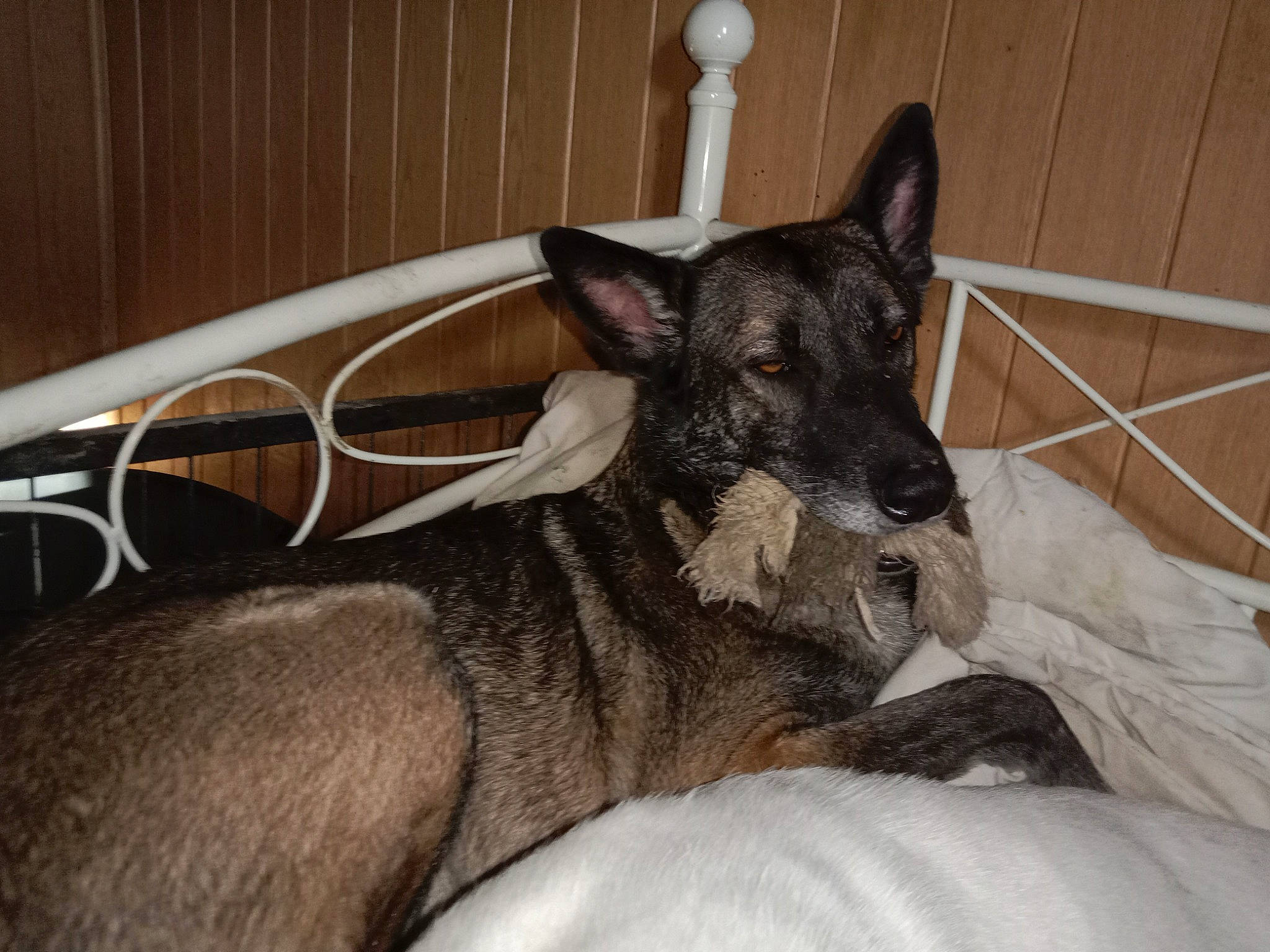 Diesel a rejoint le concours — aidez-le/la à gagner de superbes lots ! canidae, carnivore, comfort, companion_dog, dog, dog_breed, fawn, fur, grey, guard_dog, non_sporting_group, paw, snout, sporting_group, terrestrial_animal, whiskers, working_animal