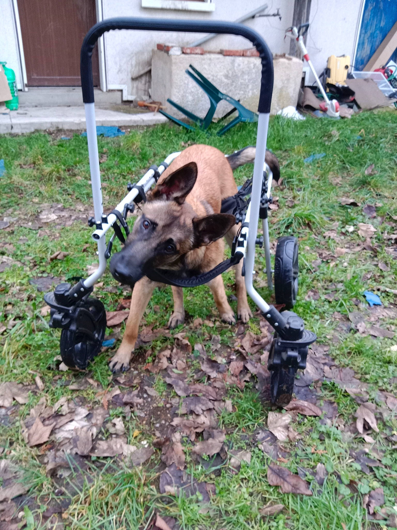 Toomi participe au concours pour gagner de l'argent avec cette photo : auto_part, automotive_tire, automotive_wheel_system, bicycle_fork, bicycle_handlebar, bicycle_tire, camera, canidae, dog_breed, gas, grass, machine, metal, personal_protective_equipment, plant, single_lens_reflex_camera, soil, sporting_group, tail, working_animal