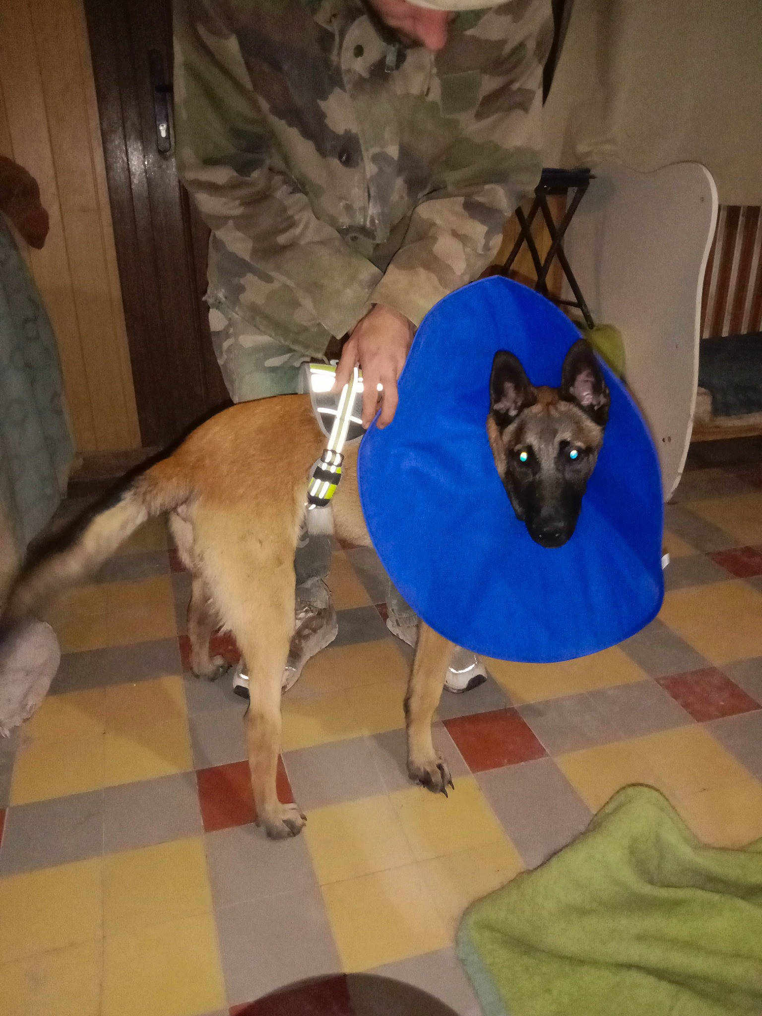 Toomi participe au concours pour gagner de l'argent avec cette photo : canidae, carnivore, chair, comfort, companion_dog, dog, dog_bed, dog_breed, dog_clothes, dog_supply, electric_blue, fawn, flooring, lap, pet_supply, snout, sporting_group, tail, toy_dog, working_animal