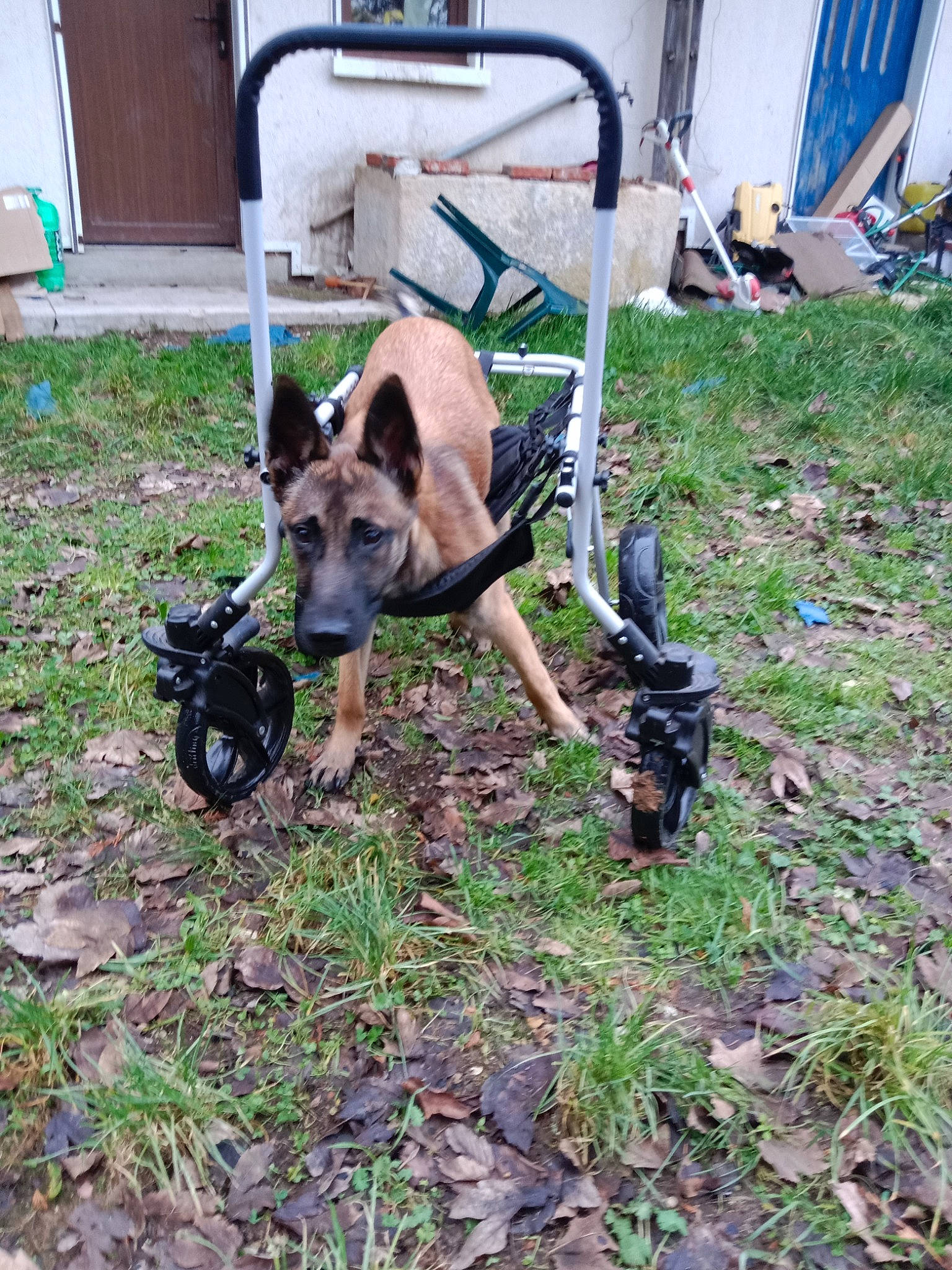 Toomi participe au concours pour gagner de l'argent avec cette photo : canidae, carnivore, chair, dog, dog_breed, dog_supply, east_european_shepherd, german_shepherd_dog, grass, guard_dog, herding_dog, king_shepherd, law_enforcement, old_german_shepherd_dog, snout, soil, sporting_group, working_animal, working_dog, yard