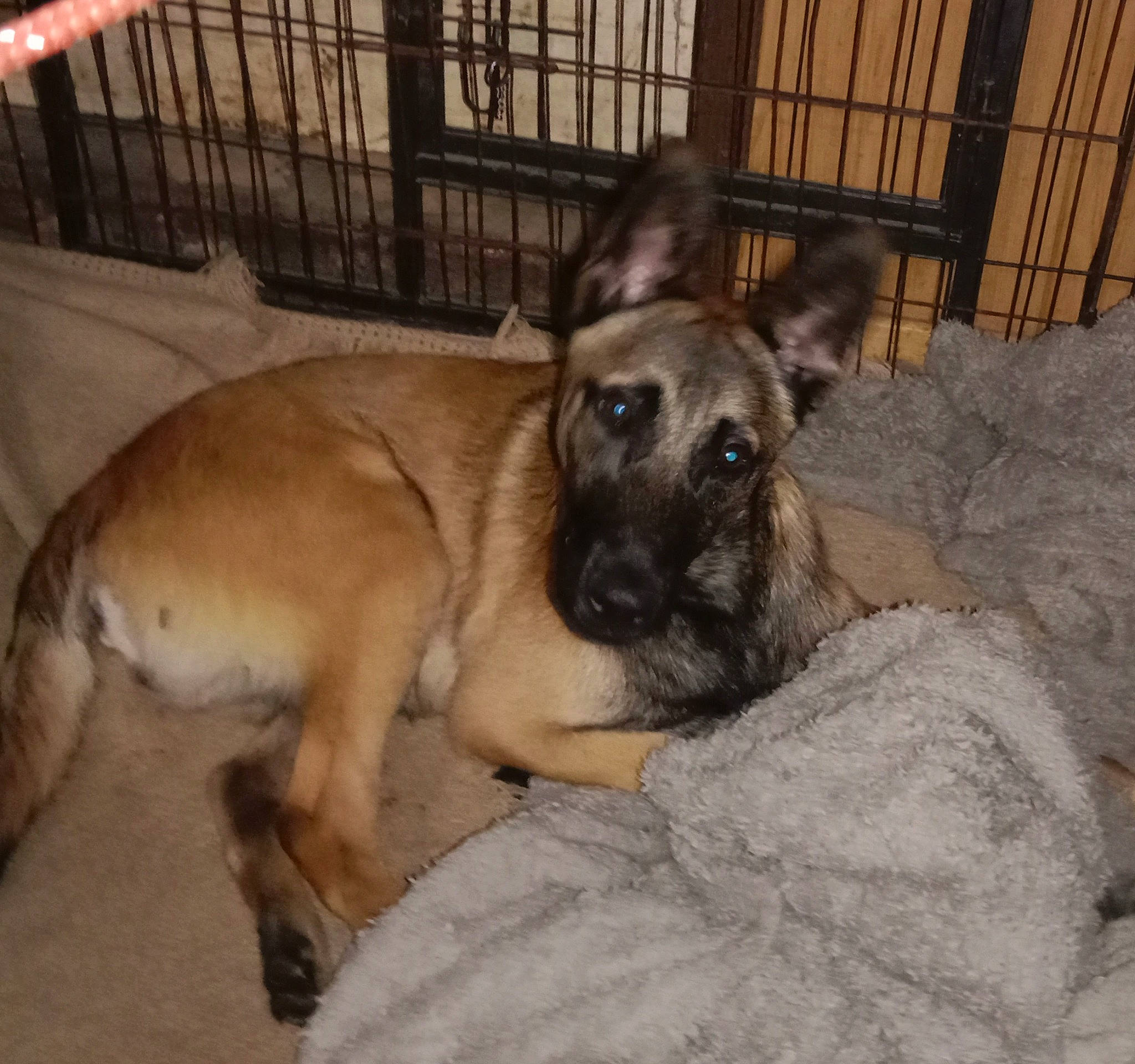 Toomi a rejoint le concours — aidez-le/la à gagner de superbes lots ! animal_shelter, carnivore, companion_dog, dog, dog_breed, fawn, fence, fur, old_german_shepherd_dog, snout, sporting_group, terrestrial_animal, tervuren