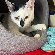 Mrs. Pickles is registered to the contest to win money with this photo: cat, white_cat, black_markings, pet_bed, cozy, paw, green_eyes, fur, indoor, animal, cute, resting, toy, plush, red_blanket, closeup, feline, comfortable, home, curious