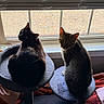 Thiago And Amusa joined the competition — help win amazing prizes! animals, bedroom, black_cat, cat, cat_tree, cats, cozy, ears, feline, indoor, looking_at_camera, pets, plush_bed, portrait, sitting, sunlight, tabby_cat, whiskers, window, window_blinds