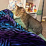 Thiago And Amusa joined the competition — help win amazing prizes! animal, bed, bedroom, blanket, cat, colorful, cosmetics, cozy, ears, eyes, feline, home, indoor, pet, portrait, shelf, sitting, striped_fur, tabby, whiskers