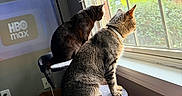 Thiago And Amusa joined the competition — help win amazing prizes! animal, black_cat, blinds, brown_cat, cat, cat_tree, cats, collar, feline, home, indoors, living_room, perched, pet, scratching_post, sitting, sunlight, tabby, television, window