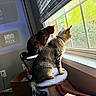 animal, black_cat, blinds, brown_cat, cat, cat_tree, cats, collar, feline, home, indoors, living_room, perched, pet, scratching_post, sitting, sunlight, tabby, television, window