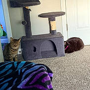 Thiago And Amusa is registered to the contest to win money with this photo: animal, bedroom, black_cat, blanket, carpet, cat, cat_tree, cats, door, feline, home, indoor, lounging, pet, pet_furniture, portrait, scratching_post, sitting, tabby_cat, wall