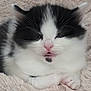 abyssinian, angora, animal, bodypart, cat, face, head, kitten, manx, mouth, person, pet, siamese, sleeping