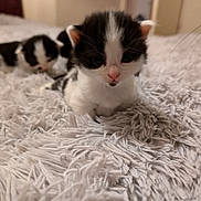 Kalsifer is registered to the contest to win money with this photo: abyssinian, animal, bed, bedroom, blanket, canine, cat, dog, furniture, hardwood, indoors, kitten, manx, pet, plywood, room, siamese, wood
