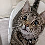 animal, bell, cat, chair, close_up, collar, curious, domestic_cat, feline, fur, indoor, looking_up, pet, portrait, seated, striped, tabby, tabby_cat, whiskers, wide_eyes