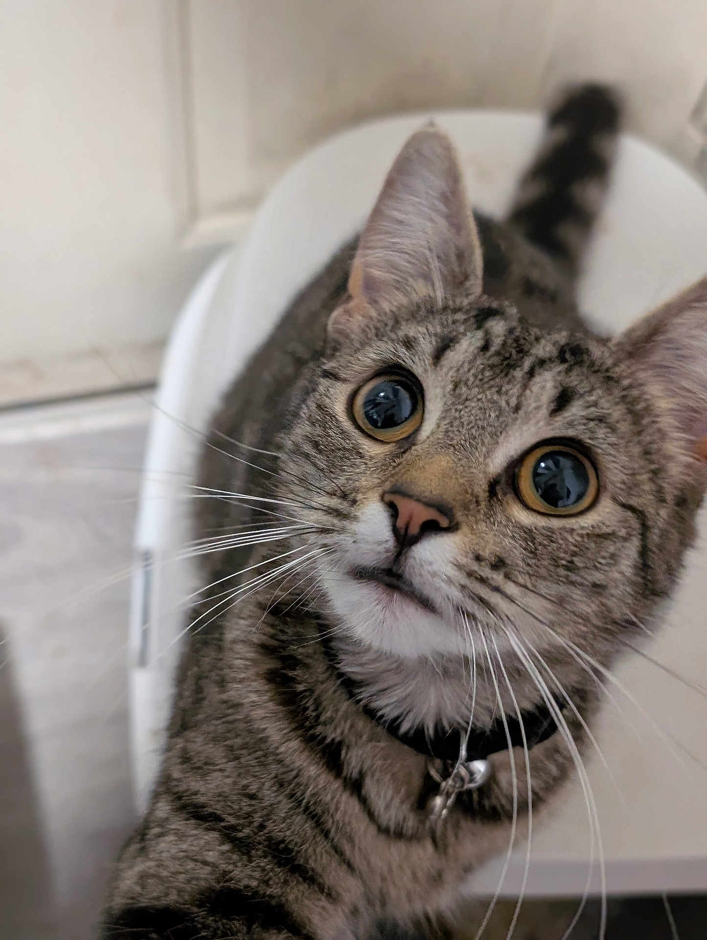 Excalibur joined the competition — help win amazing prizes! animal, bell, cat, chair, close_up, collar, curious, domestic_cat, feline, fur, indoor, looking_up, pet, portrait, seated, striped, tabby, tabby_cat, whiskers, wide_eyes