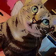 Biscotte participe au concours pour gagner de l'argent avec cette photo : cat, tabby, pet, animal, portrait, close_up, wide_eyes, whiskers, ears, fur, striped_fur, lying_down, blanket, bed, indoor, colorful, digital_effect, edited_photo, handwritten_text, cute