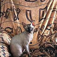 King Anubis is registered to the contest to win money with this photo: sphynx_cat, cat, hairless_cat, blue_eyes, pet, animal, indoor, blanket, patterned_blanket, chair, seated, looking_at_camera, wrinkled_skin, feline, domestic_cat, curious, brown, tan, texture, cozy