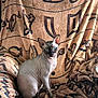 sphynx_cat, cat, hairless_cat, blue_eyes, pet, animal, indoor, blanket, patterned_blanket, chair, seated, looking_at_camera, wrinkled_skin, feline, domestic_cat, curious, brown, tan, texture, cozy