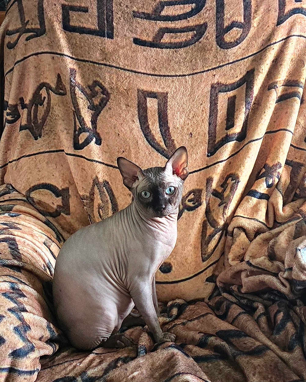 King Anubis