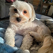 Tye is registered to the contest to win money with this photo: dog, white_dog, fluffy, curly_fur, pet, indoor, blanket, cozy, sunlight, living_room, animal, cute, relaxed, close_up, fur, paw, tail, household, resting, companion