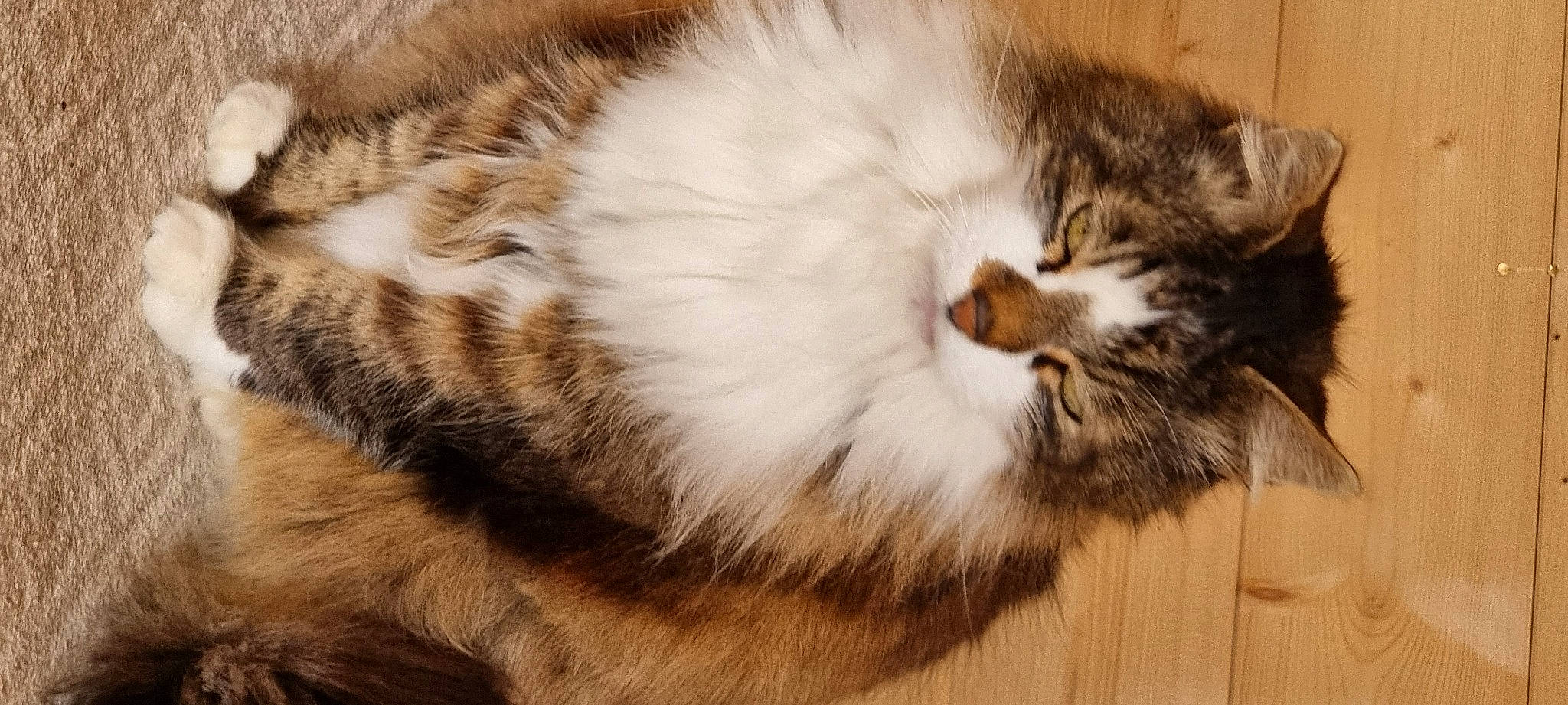 Midzou participe au concours pour gagner de l'argent avec cette photo : carnivore, cat, claw, close_up, comfort, domestic_short_haired_cat, felidae, fur, maine_coon, mammal, nap, paw, sleep, small_to_medium_sized_cats, snout, tail, terrestrial_animal, vertebrate, whiskers, wood